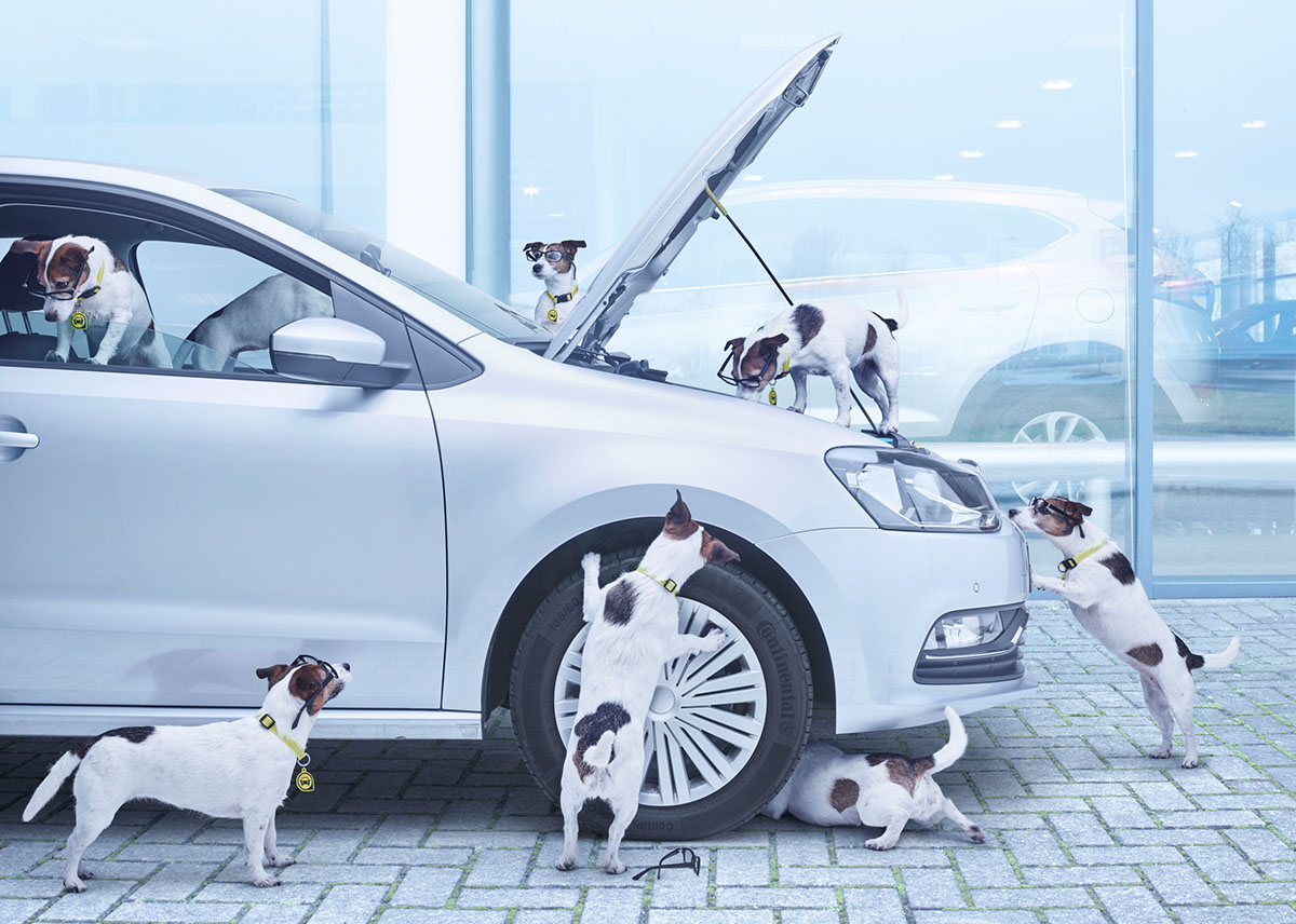 მგზავრობა ძაღლებთან ერთად